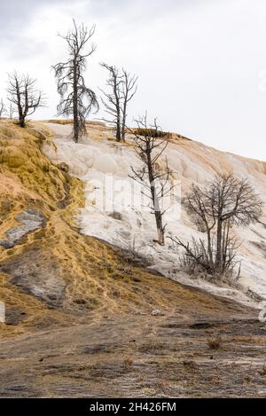 Malerische, leblose Kalziumterrassen in Mammoth Hot Springs, Yellowstone National Park, USA Stockfoto