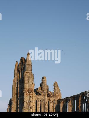 Vögel brüsten auf den gotischen Ruinen von Whitby Abbey North Yorkshire England Stockfoto