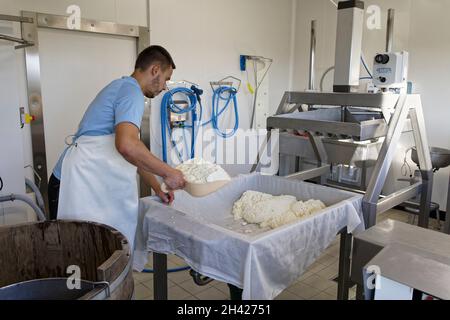 St Etienne-du-Monteil, Frankreich. 27th Jul, 2021.Produktion von Salers Tradition Käse mit Milch von Salers züchten Kühe auf dem Galvaing Hof. Stockfoto