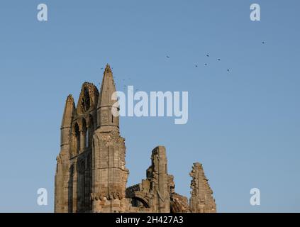 Vögel brüsten auf den gotischen Ruinen von Whitby Abbey North Yorkshire England Stockfoto