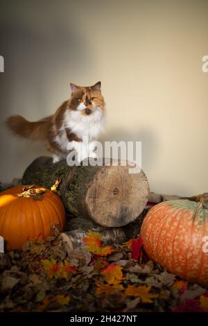 calico britische Langhaarkatze, die auf einem Baumstumpf mit Kürbissen und Herbstblättern auf dem Boden steht und mit Kopierraum auf die Kamera schaut Stockfoto