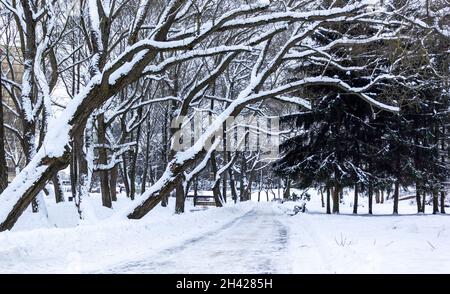 Schneebedeckte Straße in einem Stadtpark, umgeben von Bäumen Stockfoto