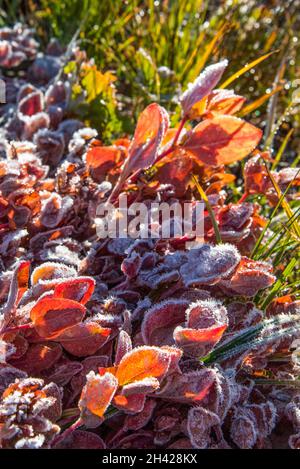 Gefrorene Pflanzen am Morgen im Mount Rainier NP, USA Stockfoto