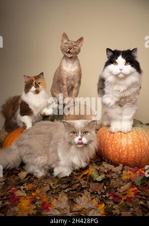 Gruppenportrait von vier verschiedenen Katzen, die in der Herbstszene nebeneinander sitzen, mit Blättern, Baumstumpf und Kürbissen mit Kopierraum Stockfoto