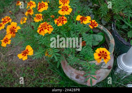 Orangefarbene und gelbe Blume, die in einer uralten Urne wächst. Historisches Erbe. Stockfoto
