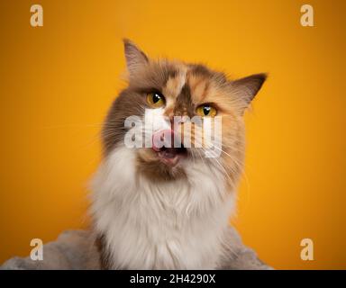 Hungry calico britische Langhaar-Katze leckt Lippen Blick auf Kamera neugierig Porträt auf gelbem Hintergrund Stockfoto