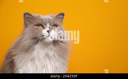 Schöne flauschige lila weiße britische Langhaarkatze mit gelben Augen Porträt auf gelbem Hintergrund mit Kopierraum Stockfoto