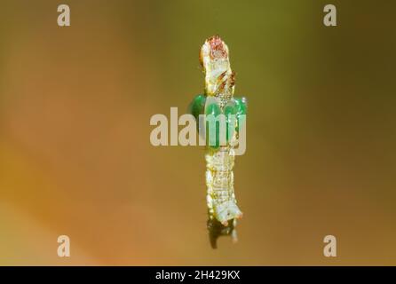 Kiefernlarve mit schlüpfenden Ichneumon-Wespen-Larven Stockfoto