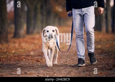 Mann mit Hund während des Herbsttages. Tierbesitzer, der mit labrador Retriever durch eine Kastanienallee spaziert. Stockfoto