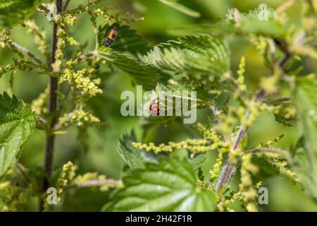 Harlekin-Marienkäfer auf Brennnesseloberteil. Auf dem Bild sind Blattläuse auf demselben Blatt und eine Marienkäfer-Larve im Hintergrund nicht fokussiert. Stockfoto