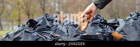 Schwarze Plastiktüten voller Herbstblätter. Große schwarze Plastikmüllsäcke mit heruntergefallenen getrockneten Blättern stehen auf dem Gras. Saisonale Reinigung der Stadt Stockfoto