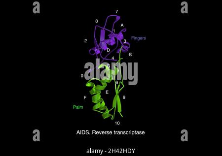 AIDS Reverse Transkriptase, mol. Modell Stockfoto