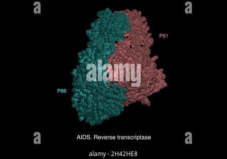AIDS Reverse Transkriptase, mol. Modell Stockfoto