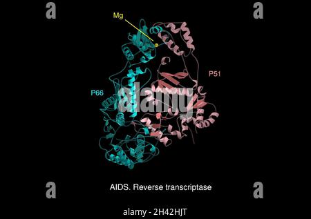 AIDS Reverse Transkriptase, mol. Modell Stockfoto