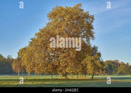 Amerikanischer Platanenbaum mit herbstlichen gelben Blättern (Platanus occidentalis) Stockfoto