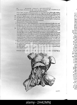 A. Vesalius, De humani corporis fabrica, Stockfoto