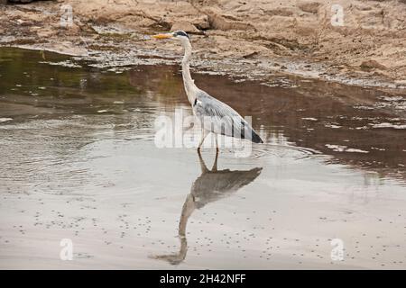 Graureiher (Ardea cinerea) 13721 Stockfoto