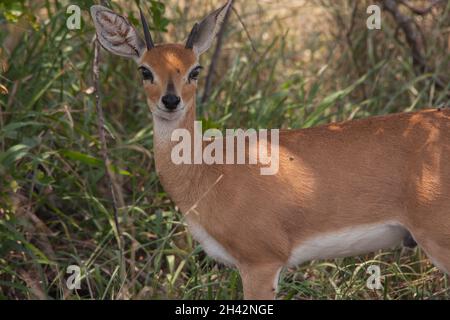 Steenbok Raphicerus campestris 13723 Stockfoto