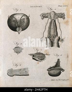 Urogenitalsystem: Sechs Abbildungen zeigen männliche und weibliche Urogenitalorgane. Linienstich von A. Bell, 1788/1797. Stockfoto