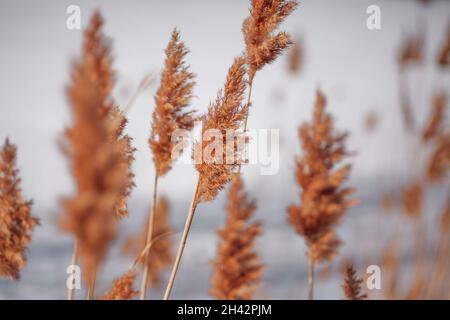 Nahaufnahme von trockenem Gras. Hohes Schilf am Flussufer, Farbkontrast zwischen gelbem Schilf und grauem Himmel Stockfoto