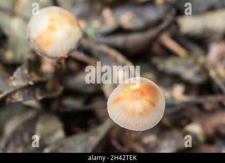 Pilz - Saffrondrop Bonnet (Mycena crocata) Stockfoto