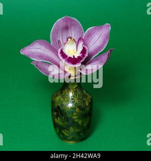 Hübsches Lavendel rosa Cymbidium Clarisse Orchid auch bekannt als Boat Orchid, in einer Vase isoliert auf einem grünen Hintergrund Nahaufnahme Ansicht. Wunderschöner FL Stockfoto