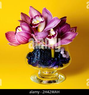 Hübsches Lavendel rosa Cymbidium Clarisse Orchid auch bekannt als Boat Orchid, in einer Vase isoliert auf einem gelben Hintergrund Nahaufnahme Ansicht. Wunderschön f Stockfoto