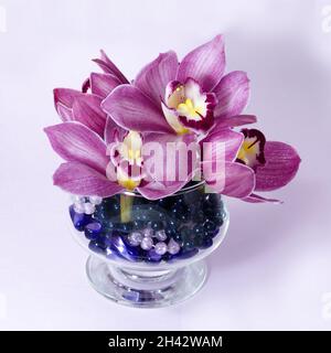 Hübsches Lavendel rosa Cymbidium Clarisse Orchid auch bekannt als Boat Orchid, in einer Vase isoliert auf einem weißen Hintergrund Nahaufnahme Ansicht. Wunderschöner FL Stockfoto