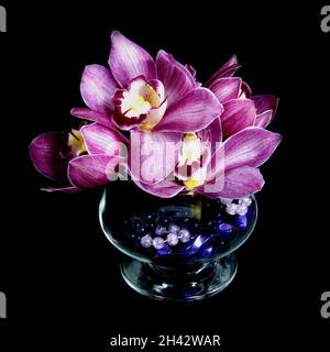 Hübsche, lavendelrosa Cymbidium Clarisse Orchid, auch bekannt als Boat Orchid, in einer Vase, die auf einem schwarzen Hintergrund in Nahaufnahme isoliert ist. Wunderschöner FL Stockfoto