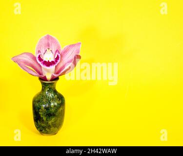 Hübsches Lavendel rosa Cymbidium Clarisse Orchid auch bekannt als Boat Orchid, in einer Vase isoliert auf einem gelben Hintergrund Nahaufnahme Ansicht. Wunderschön f Stockfoto