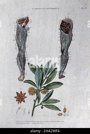 Linke, anteriore Ansicht der Nerven des Beins; Mitte, Anis (anice stellato); rechte, hintere Ansicht der Nerven des Beins. Farbige Gravur, 1834-1837. Stockfoto