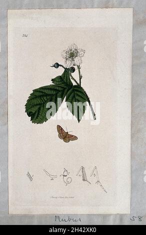 Eine blühende Taubeerpflanze (Rubus caesius) mit einer zugehörigen Motte und ihren anatomischen Segmenten. Farbige Radierung, c. 1831. Stockfoto