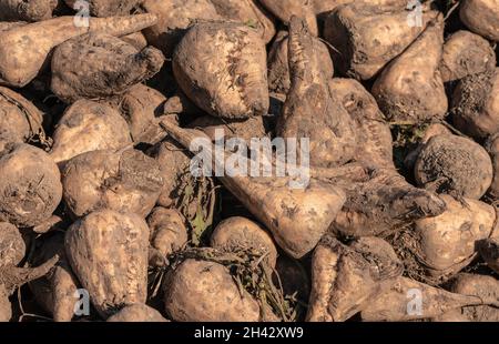 Stapel von geernteten Zuckerrübenwurzelpflanzen auf dem Feld, Beta vulgaris ist auch als gemeinsame Rübe bekannt Stockfoto