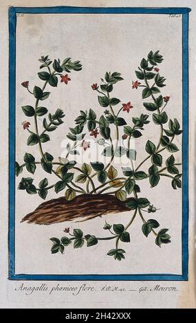 Gewöhnlicher oder scharlachrote Pimpernel (Anagallis arvensis L.): Blühende und fruchtende Pflanze im Erdhügel. Kolorierte Radierung von M. Bouchard, 1774. Stockfoto