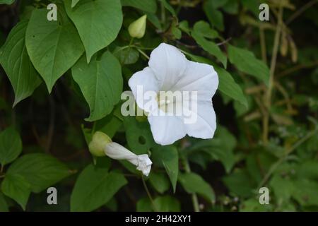 Eine Nahaufnahme eines weißen Hedge-Bindweed, das im Garten angebaut wird Stockfoto