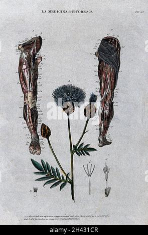 Linke, anteriore Ansicht der Nerven des Beins; Mitte, Zentauria centaurium; rechte, hintere Ansicht der Nerven des Beins. Farbige Gravur, 1834-1837. Stockfoto