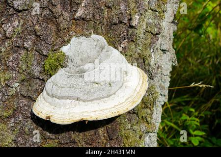Weiße Polypore auf Birkenstamm mit großem Fruchtkörper mit Poren oder Röhren auf der Unterseite Stockfoto