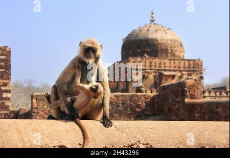 Graue Languren (Semnopithecus Dussumieri) mit einen Baby-sitter im Ranthambore Fort, Rajasthan, Indien Stockfoto