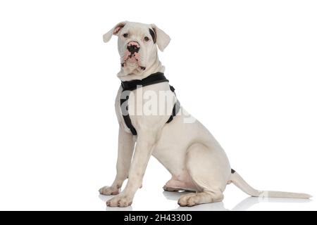 Süßer amerikanischer Bulldogge-Welpe mit schwarzem Geschirr und isoliert in einer Seitenansicht auf weißem Hintergrund im Studio sitzend Stockfoto