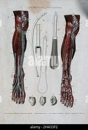 Linke, anteriore Ansicht der Nerven des Beins; Zentrum, chirurgische Werkzeuge (?); rechte, hintere Ansicht der Nerven des Beins. Farbige Gravur, 1834-1837. Stockfoto
