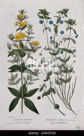 Gelbe Loosetrife (Lysimachia vulgaris) und scharlachrote Pimpernel (Anagallis arvensis): Blühende Stämme. Farbige Radierung von C. Pierre, c. 1865, nach P. Naudin. Stockfoto