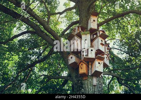Mehrere Vogelhäuser auf einem Baum. Vogelhäuser aus Holz, Nistkasten für Singvögel. Stockfoto