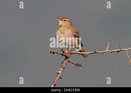 Ein singender Rüde mit Rufous-Schwanzschreck (Cercotrichas galactotes) im Frühjahr in Griechenland. Auch bekannt als Rufous Bush Robin, Busch-Chat und Scrub Robin Stockfoto