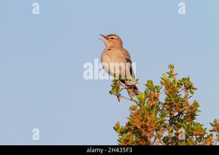 Ein singender Rüde mit Rufous-Schwanzschreck (Cercotrichas galactotes) im Frühjahr in Griechenland. Auch bekannt als Rufous Bush Robin, Busch-Chat und Scrub Robin Stockfoto