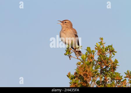 Ein singender Rüde mit Rufous-Schwanzschreck (Cercotrichas galactotes) im Frühjahr in Griechenland. Auch bekannt als Rufous Bush Robin, Busch-Chat und Scrub Robin Stockfoto