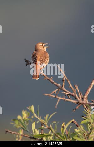 Ein singender Rüde mit Rufous-Schwanzschreck (Cercotrichas galactotes) im Frühjahr in Griechenland. Auch bekannt als Rufous Bush Robin, Busch-Chat und Scrub Robin Stockfoto