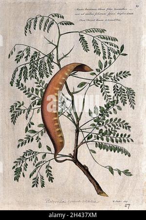 Falsche Akazie oder schwarze Heuschrecke (Robinia pseudoacaccia L.): Zweig mit großer Hülse. Kolorierte Kupferstich von H. Fletcher, c. 1730, nach J. van Huysum. Stockfoto