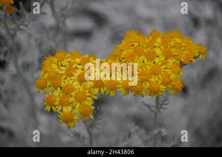 Silbernes Ragwurz gelbe Blüten auf dem Blumenbett. Jacobaea Maritima blühende Pflanze.Jacobea Marítima oder Silber-Ragwort Kräuterblume in Blüte, aus der Nähe. Stockfoto