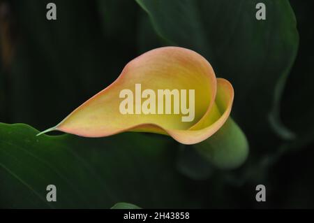 Isolierte gelbe Calla-Blume mit grünem Backgroun, verschwommenes Bild mit schönen Kurven.Gelbe isolierte Calla-Blüte mit grünen Blättern im Backgrou Stockfoto