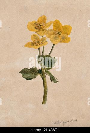 Marsh Ringelblume oder Königspferde (Caltha palustris): Blühender Stiel. Aquarell. Stockfoto